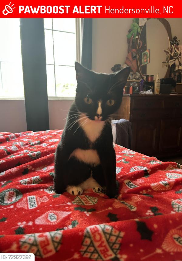 Lost Male Cat last seen Near west Henderson high school, Hendersonville, NC 28791
