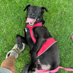 Shelter Stray Male Dog last seen , Memphis, TN 38133