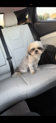 Reunited Male Dog last seen Hollister st , Simi Valley, CA 93065