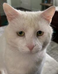Lost Male Cat last seen Debby Drive and Sleepy Hollow Road, Parma, OH 44130
