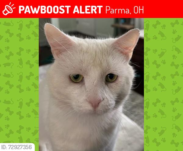 Lost Male Cat last seen Debby Drive and Sleepy Hollow Road, Parma, OH 44130