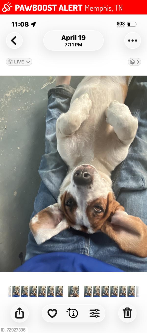 Lost Male Dog last seen Maxey at, Memphis, TN 38106