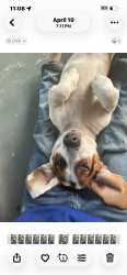 Lost Male Dog last seen Maxey at, Memphis, TN 38106