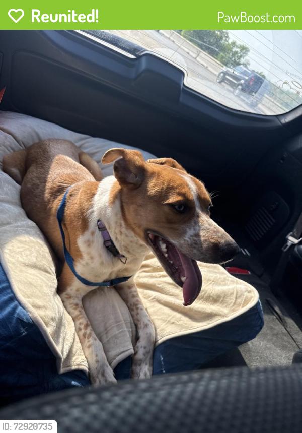 Reunited Female Dog last seen Princeton meadows, Princeton, TX 75407
