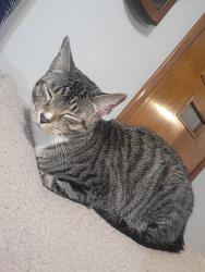 Reunited Male Cat last seen S. Beech st Manchester NH, Manchester, NH 03103