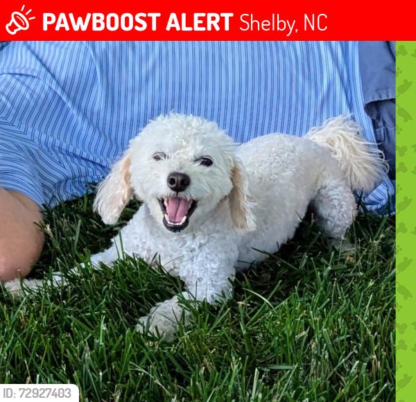Lost Female Dog last seen Rehobeth Church Road, Shelby, NC 28150