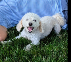 Lost Female Dog last seen Rehobeth Church Road, Shelby, NC 28150