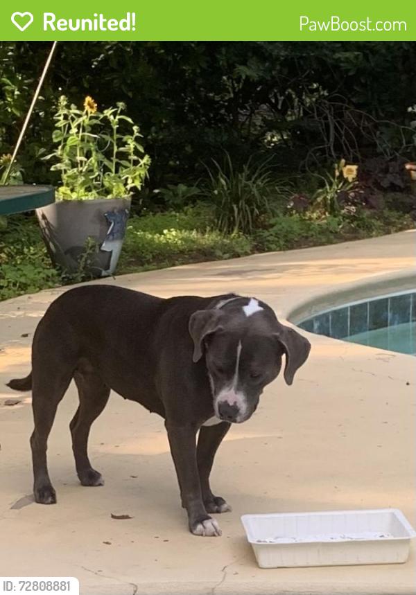 Reunited Female Dog last seen Hogskin Rd hse Mountain, Corryton, TN 37721