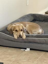 Reunited Female Dog last seen Nearby Adams st & bandicoot trail, Hesperia, CA 92344