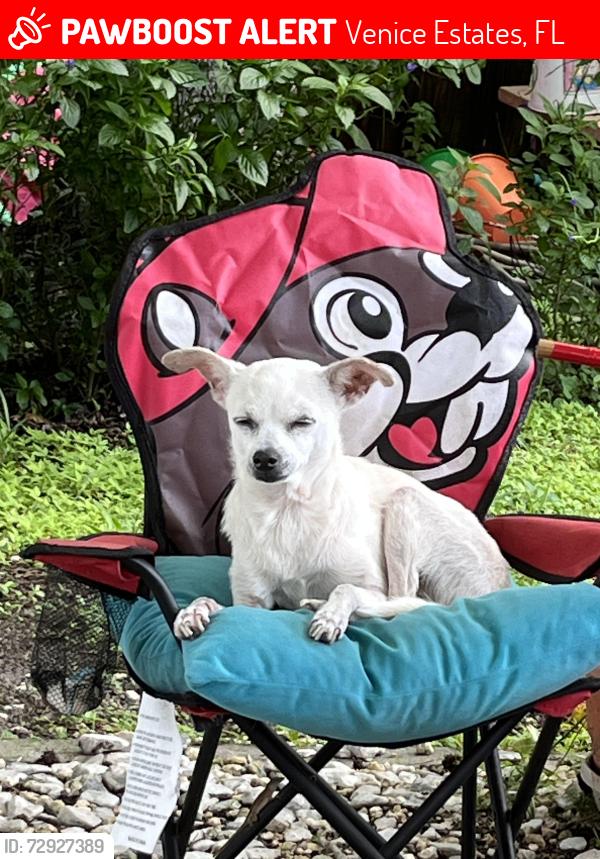 Lost Female Dog last seen Lassen, Venice Estates, FL 34655