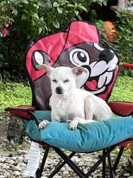Lost Female Dog last seen Lassen, Venice Estates, FL 34655