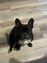 Reunited Male Dog last seen Near Bullring Ln, Las Vegas, NV 89130, USA, Las Vegas, NV 89130