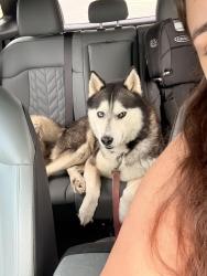 Reunited Male Dog last seen Grace Park Rd, New Braunfels, TX 78130