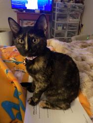 Lost Female Cat last seen Violet Rd and Iris Rd, Hercules, CA 94547