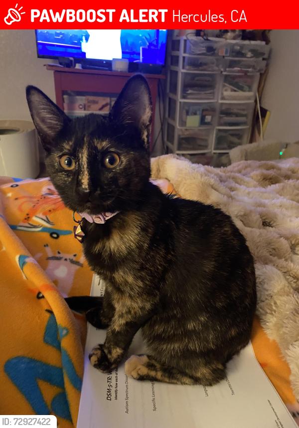 Lost Female Cat last seen Violet Rd and Iris Rd, Hercules, CA 94547
