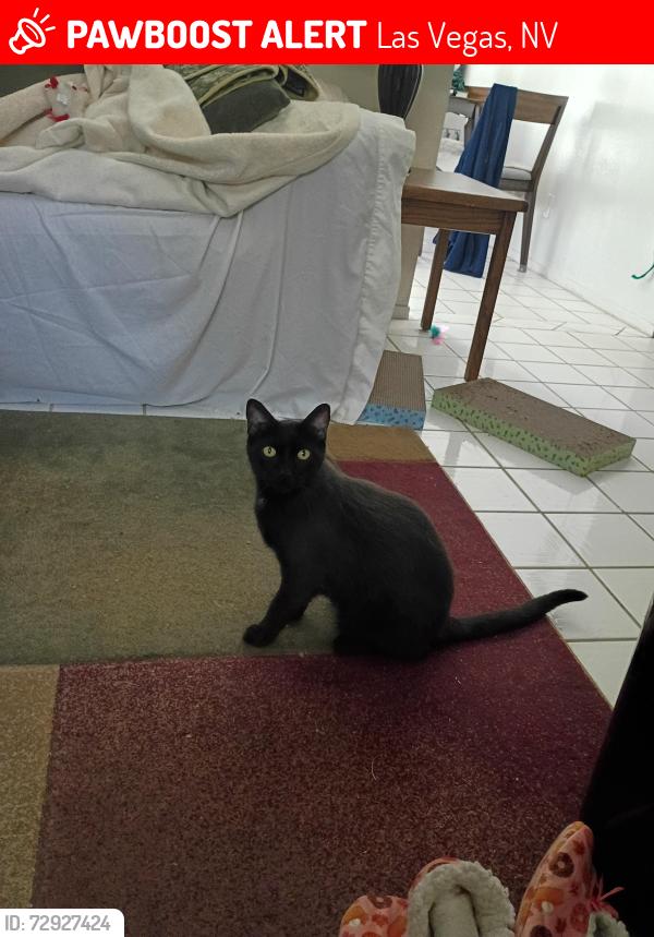 Lost Male Cat last seen El Camino and W Viking Rd , Las Vegas, NV 89103