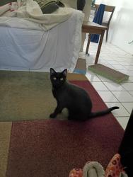 Lost Male Cat last seen El Camino and W Viking Rd , Las Vegas, NV 89103