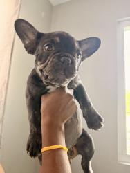Reunited Male Dog last seen Near idle ave 89107, Las Vegas, NV 89107