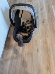 Lost Male Cat last seen Mills St and townsley, Sioux Falls, SD 57108