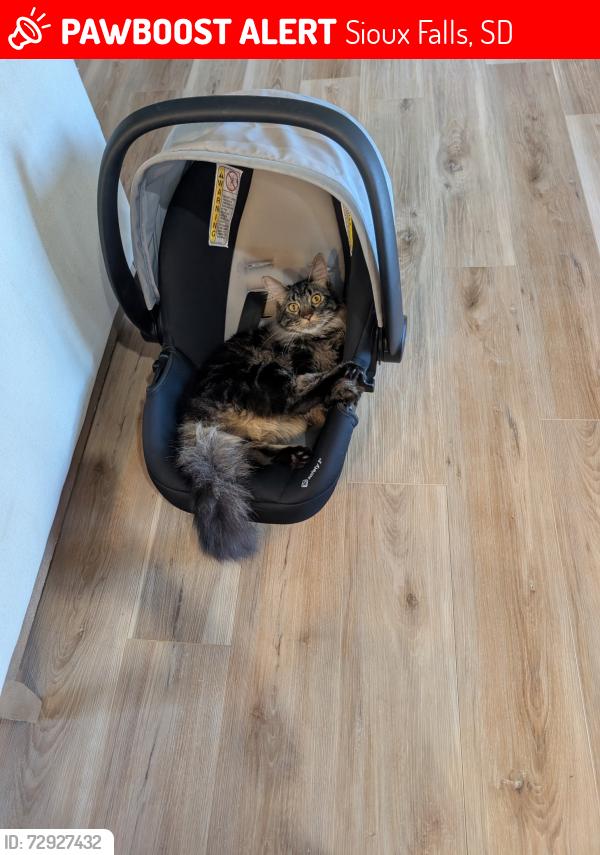 Lost Male Cat last seen Mills St and townsley, Sioux Falls, SD 57108