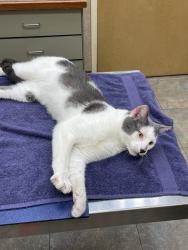 Found/Stray Male Cat last seen Near mechanic street, Red Bank, NJ 07701