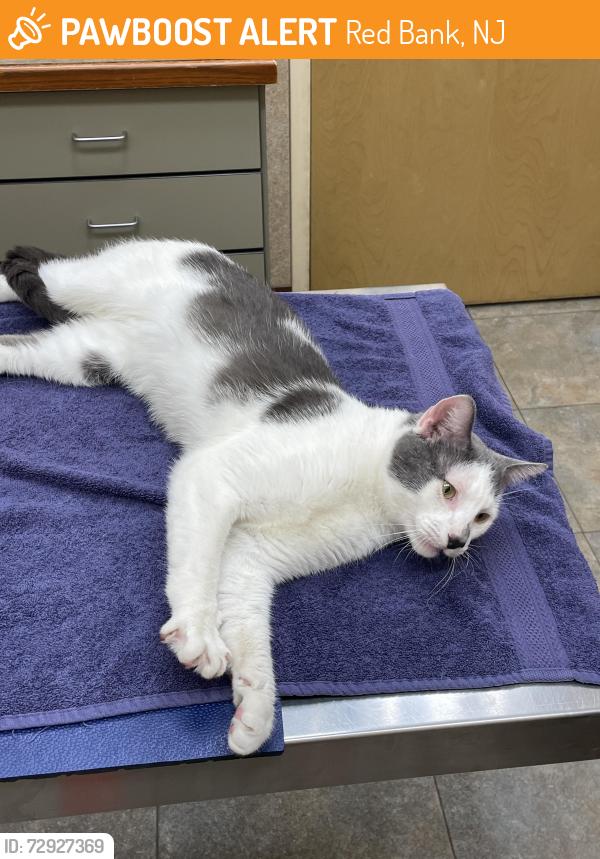 Found/Stray Male Cat last seen Near mechanic street, Red Bank, NJ 07701