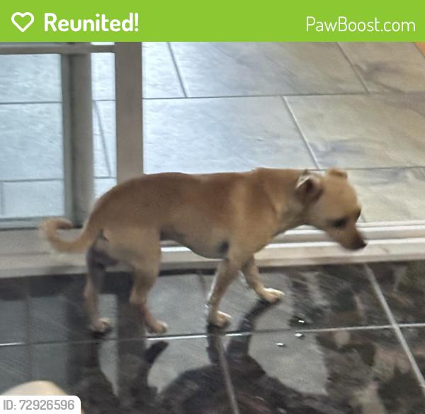 Reunited Male Dog last seen Grande and San Lorenzo NW, Albuquerque, NM 87107