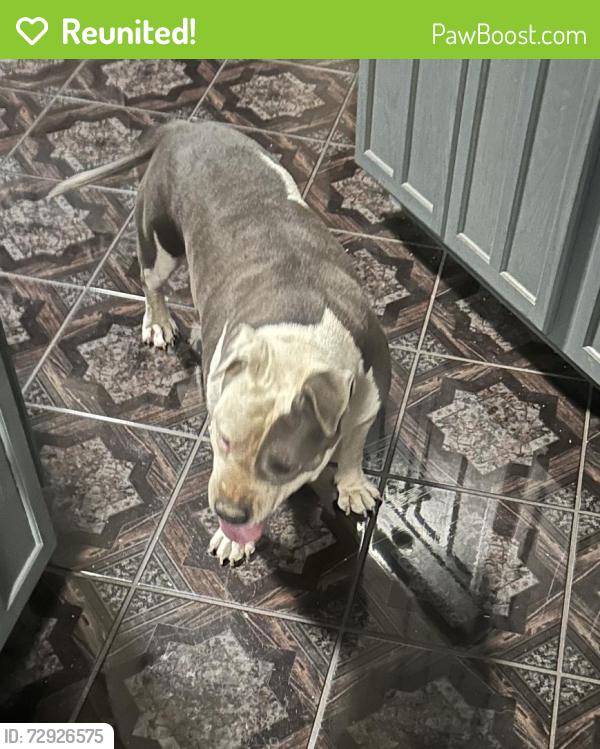 Reunited Female Dog last seen 12th and Candelaria, Albuquerque, NM 87107
