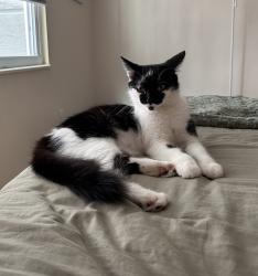 Reunited Female Cat last seen Logan Heights apmts, Sanford, FL 32773