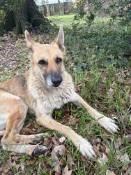 Found/Stray Female Dog last seen Memphis Junior League, Memphis, TN 38111