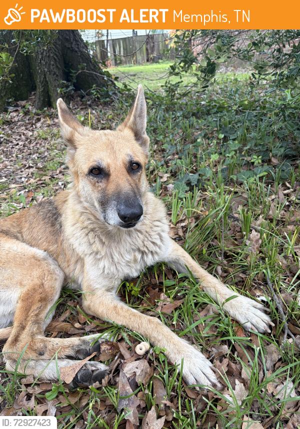 Found/Stray Female Dog last seen Memphis Junior League, Memphis, TN 38111