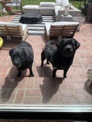Reunited Unknown Dog last seen Whitemarsh Valley Farms , Lafayette Hill, PA 19444