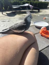 Reunited Unknown Bird last seen Binfield, Binfield, England 