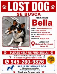 Lost Female Dog last seen Hickory st, Frisco, TX 75034