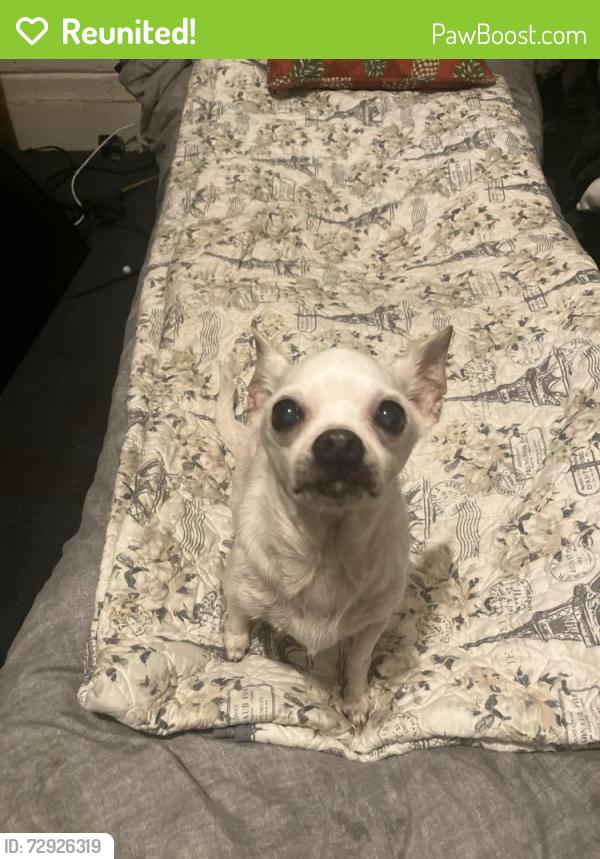 Reunited Female Dog last seen Near the church , Clayton, NC 27520
