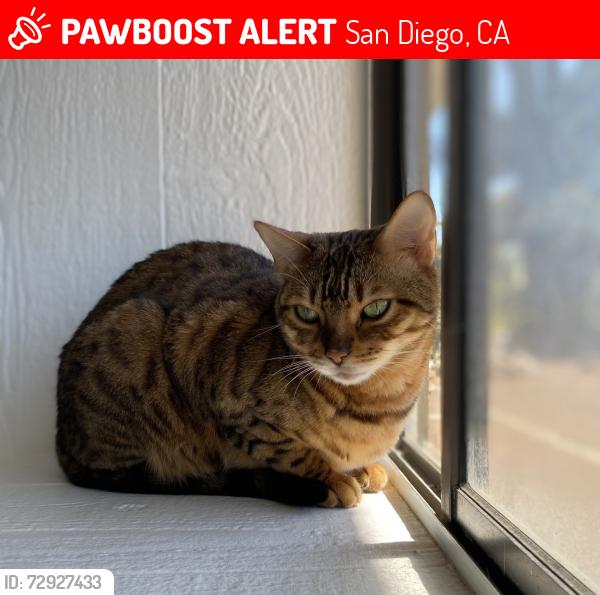 Lost Female Cat last seen La Jolla Blvd and Arenas St, San Diego, CA 92037