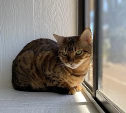 Lost Female Cat last seen La Jolla Blvd and Arenas St, San Diego, CA 92037