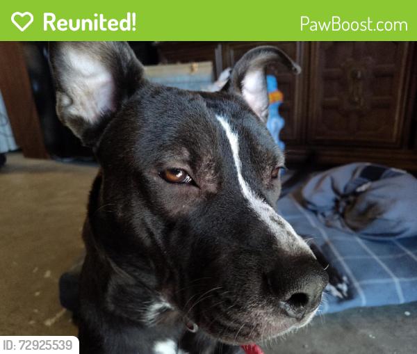 Reunited Male Dog last seen Near SE Tenino St, Portland, OR 97206, USA, Portland, OR 97206