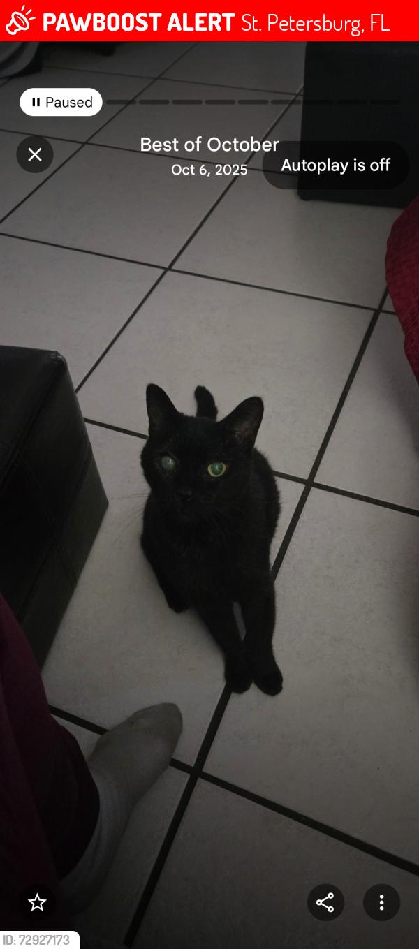 Lost Male Cat last seen Tyrone Blvd and 34th ave. N, St. Petersburg, FL 33710