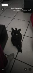 Lost Male Cat last seen Tyrone Blvd and 34th ave. N, St. Petersburg, FL 33710