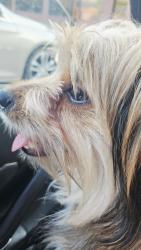 Reunited Male Dog last seen 68th St SE, Cutlerville, MI, USA, Cutlerville, MI 49548