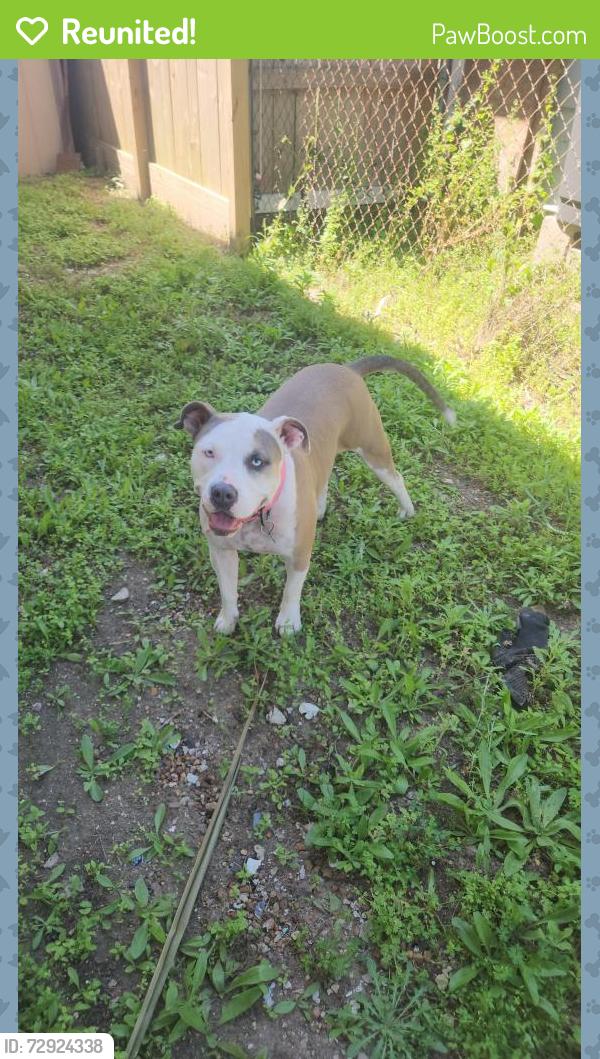 Reunited Female Dog last seen 15th Fretz, Edmond, OK 73003
