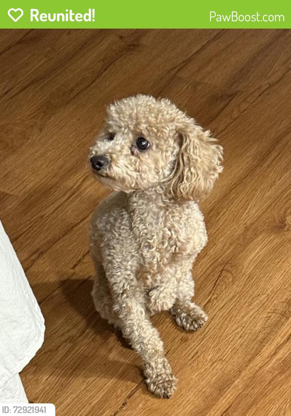 Reunited Male Dog last seen Channing St., Baldwin Park, CA 91706