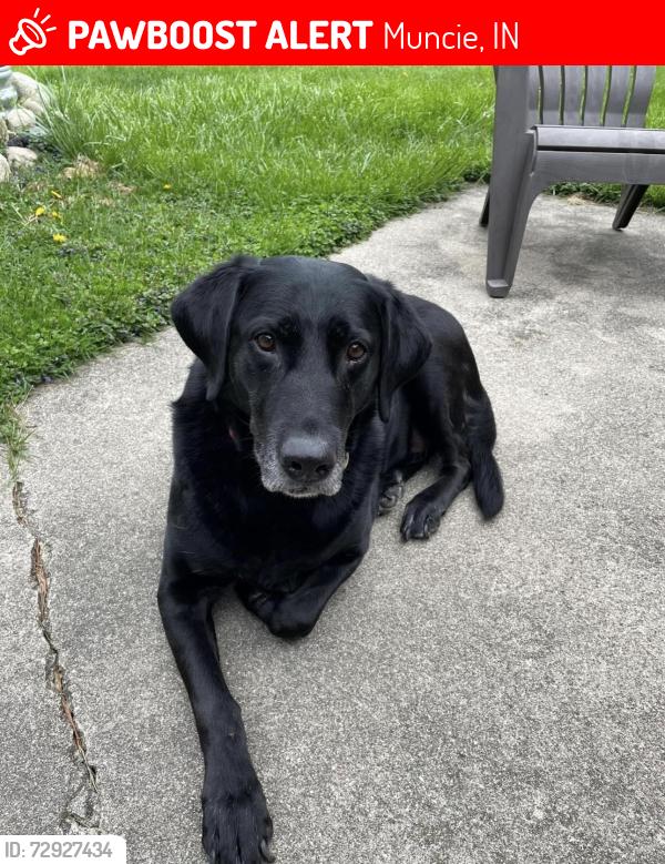 Lost Female Dog last seen Westport neighborhood, Near Hestler and Benton. First Church of the Nazarene, Muncie, IN 47304