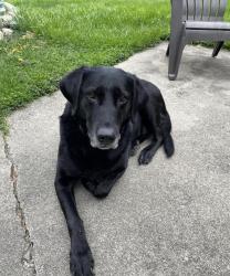 Lost Female Dog last seen Westport neighborhood, Near Hestler and Benton. First Church of the Nazarene, Muncie, IN 47304