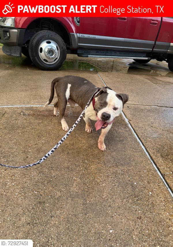 Lost Male Dog last seen Haley pl and Rio Grande College Station , College Station, TX 77845
