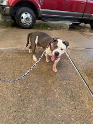 Lost Male Dog last seen Haley pl and Rio Grande College Station , College Station, TX 77845