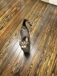 Reunited Male Cat last seen Lynncote, Tryon, NC 28782