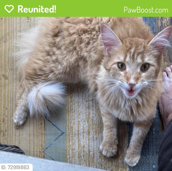 Reunited Unknown Cat last seen Bella’s Landing , Lenoir City, TN 37772