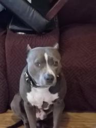 Reunited Male Dog last seen Mohawk drive, Montgomery, TX 77316